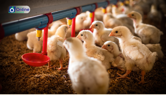 Lesson 15: SCP in Animal Feed